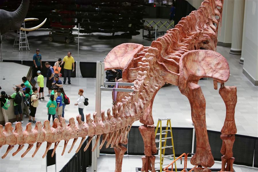 U.S.-CHICAGO-FIELD MUSEUM-PATAGOTITAN MAYORUM-DINOSAUR FOSSIL