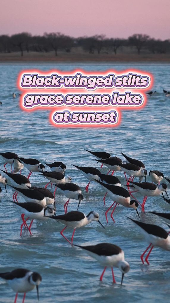Black-winged stilts spotted at nature reserve in Inner Mongolia, China
