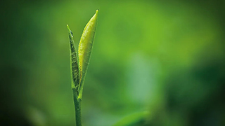 這片樹(shù)葉，改變了世界！