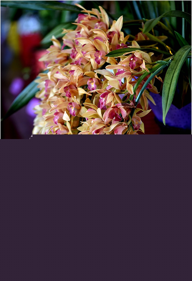 迎春花展