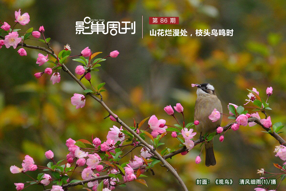 觀鳥