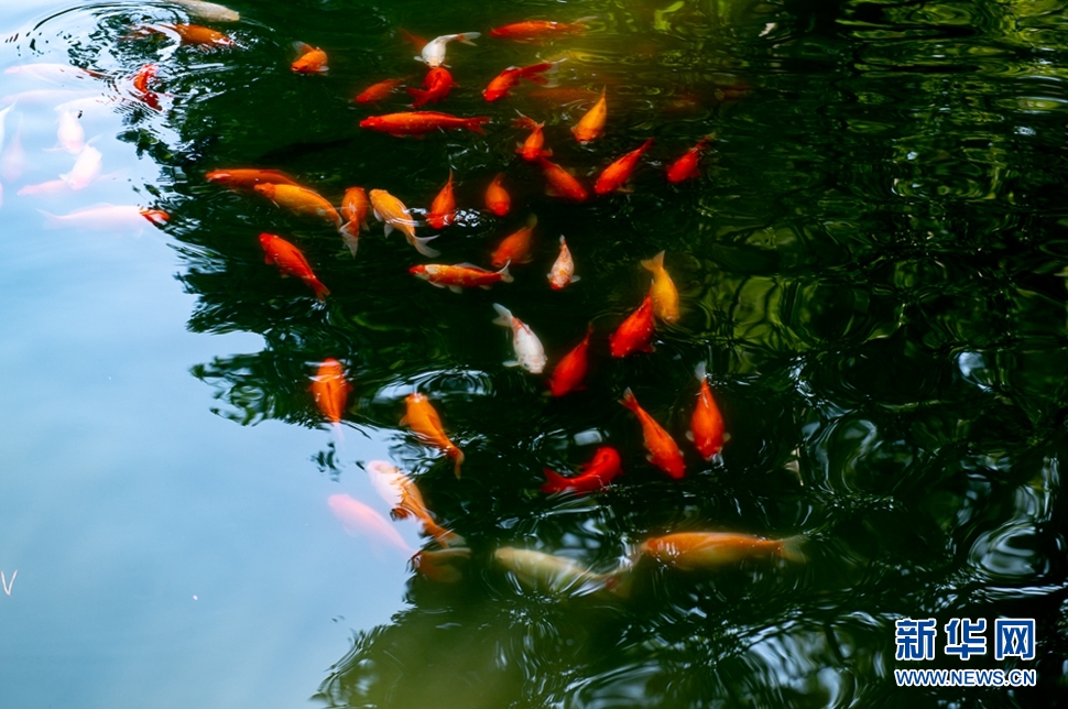 花港之夏