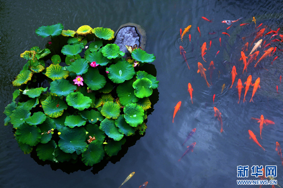 荷艷魚歡圖