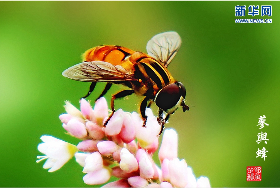 蓼與蜂、蜘蛛