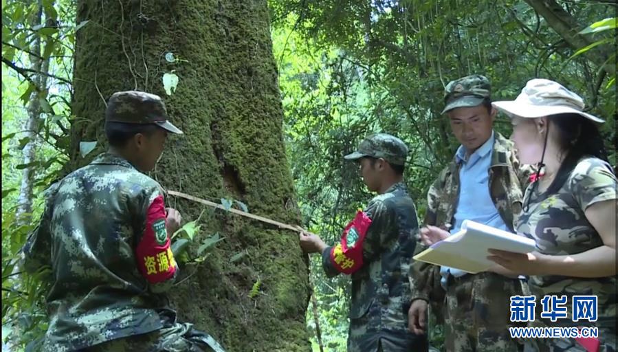 （圖文互動）（2）云南高黎貢山發現珍稀瀕危植物滇桐野生居群