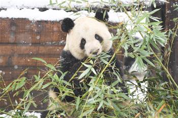 &ldquo;萌寶&rdquo;戲雪