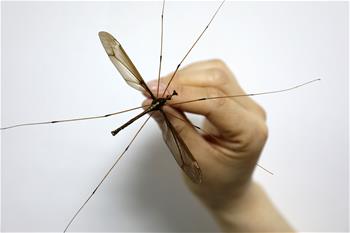 成都青城山現&ldquo;巨無霸&rdquo;蚊子