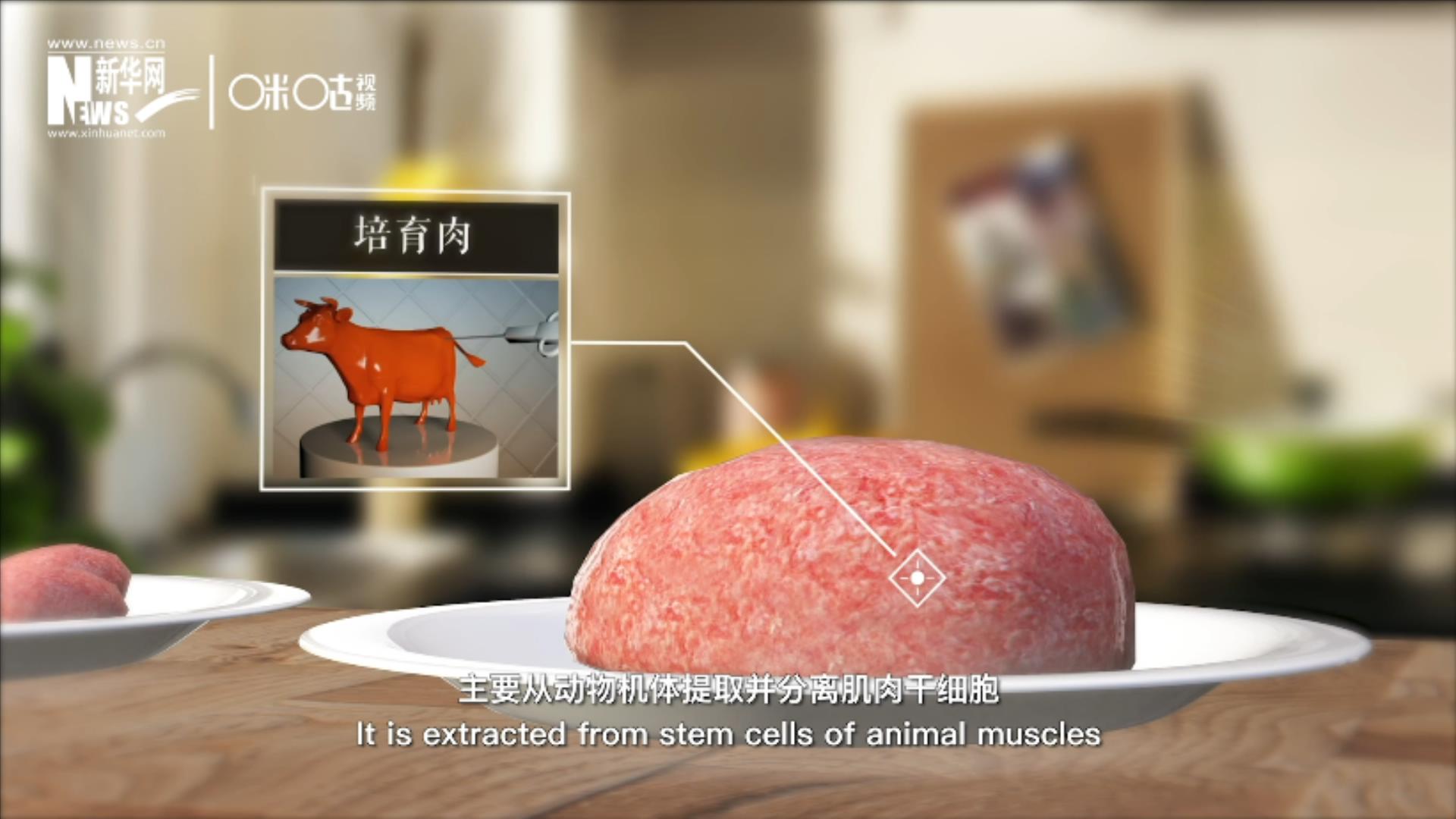 培育肉主要是從動物機體提取并分離肌肉干細胞，在實驗室里培養而成