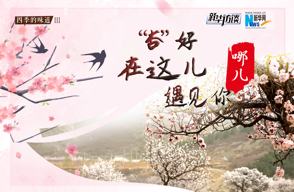 哪兒？&ldquo;杏&rdquo;好在這兒遇見(jiàn)你！