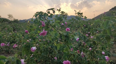 玫瑰花香飄兩岸&mdash;&mdash;陸傳君一家的"云臺情緣"