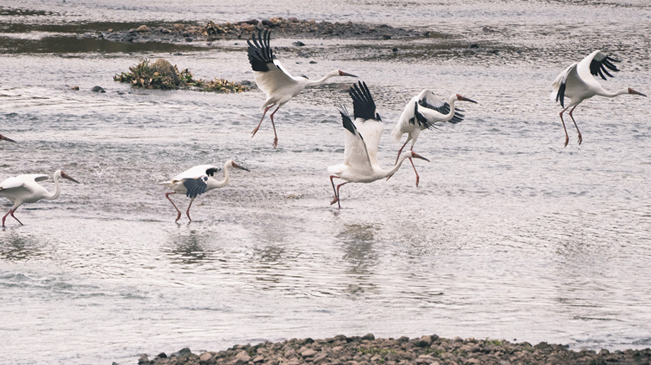 鳥類&ldquo;活化石&rdquo; 國家一級保護動物白鶴現身廣東始興