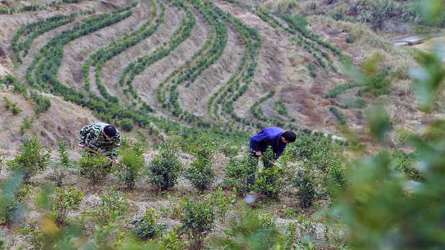 【&ldquo;飛閱&rdquo;中國】江西萬載：高山梯田種茶助農富
