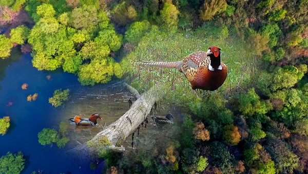 世界地球日丨神奇珍稀動(dòng)物在哪里？車八嶺國家級自然保護(hù)區(qū)走一波