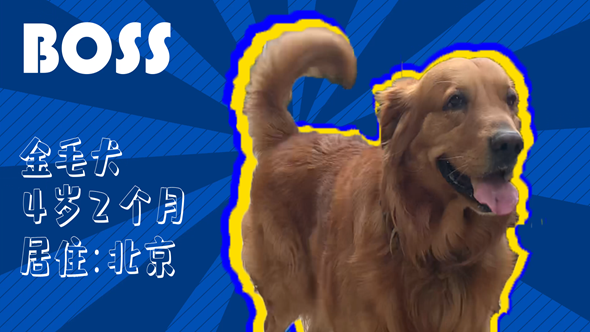 有效拴繩&科學遛狗&mdash;&mdash;如何文明養犬？&ldquo;撿屎官&rdquo;們快看過來！