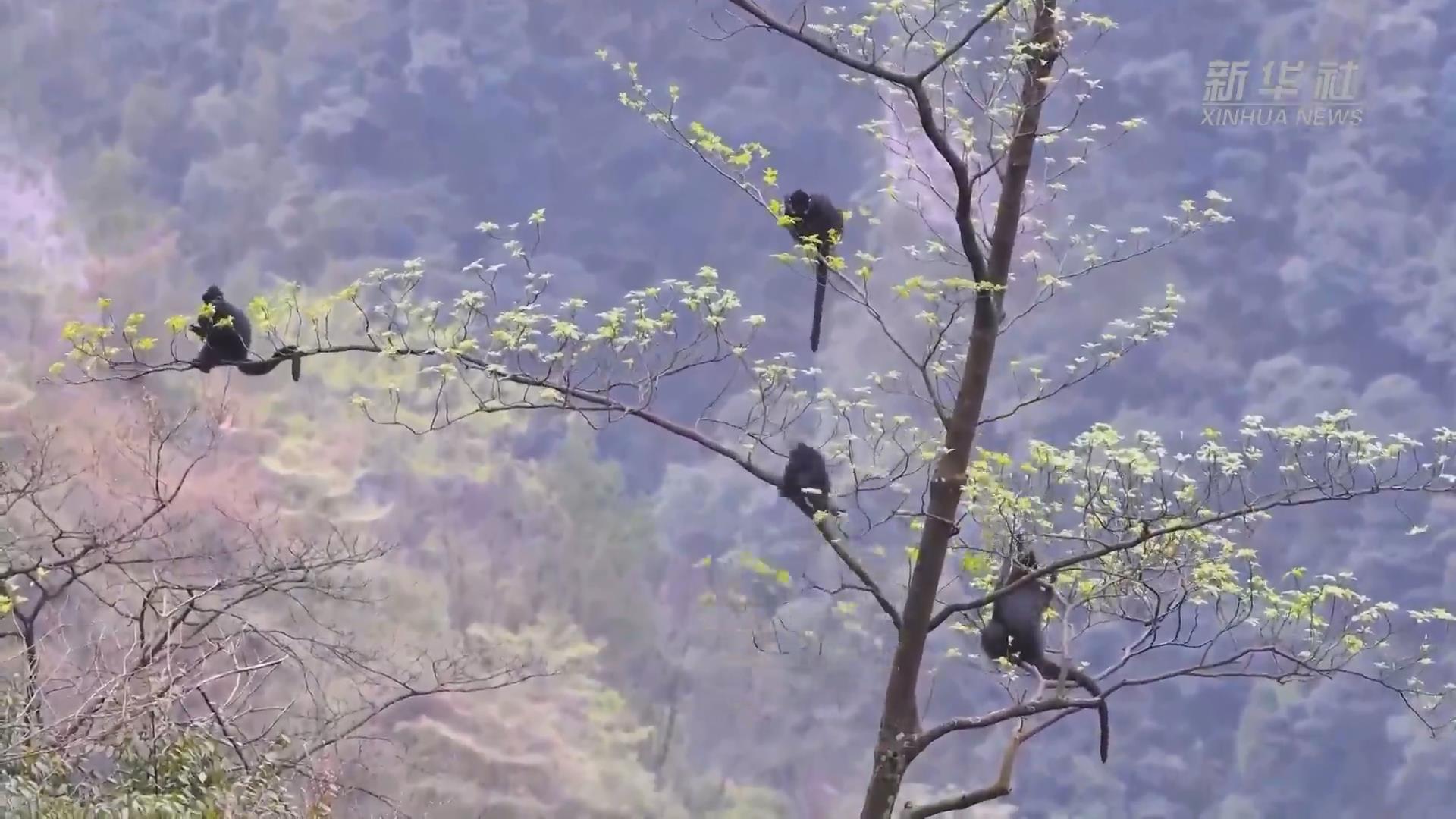 新華全媒+丨國(guó)際森林日：春歸高山森林 黑葉猴串成&ldquo;糖葫蘆&rdquo;