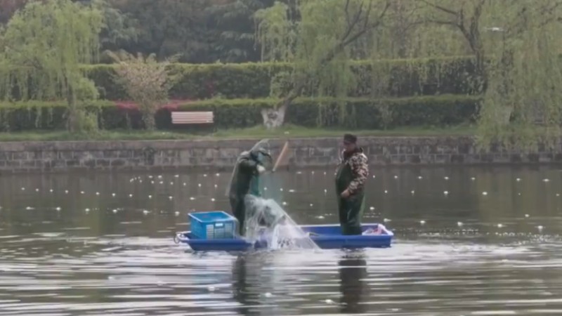 別人家的學(xué)校！安師大請師生吃一萬斤魚