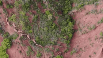 &ldquo;象&rdquo;往何方？ 象群正翻山南行 當地有序疏散群眾