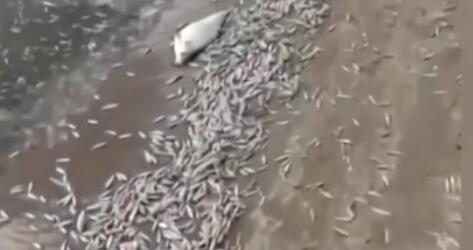 調查！藍綠藻暴發 俄多地魚類大規模死亡