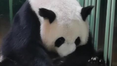旅法大熊貓&ldquo;歡歡&rdquo;產下雙胞胎幼仔