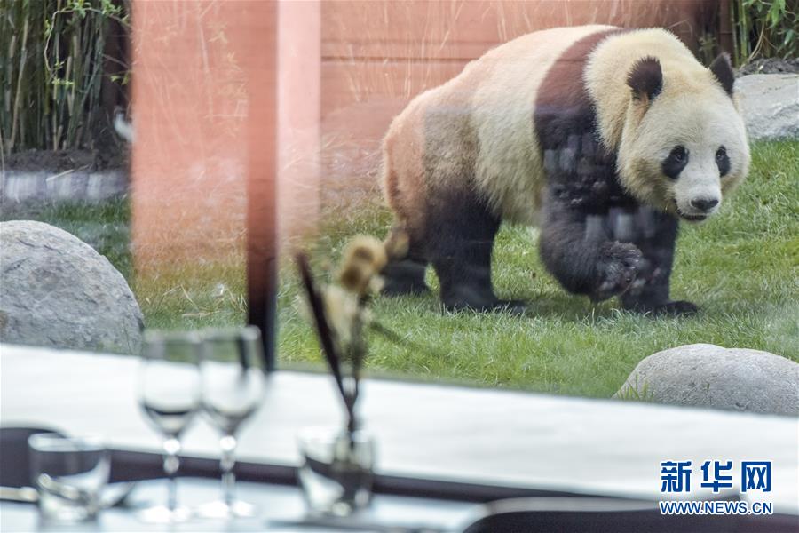 (國際)(6)哥本哈根動物園熊貓館向公眾開放