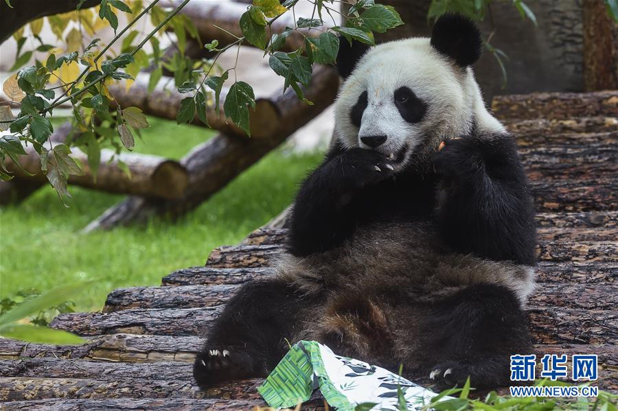 （國際）（1）莫斯科動物園為大熊貓&ldquo;如意&rdquo;和&ldquo;丁丁&rdquo;慶生