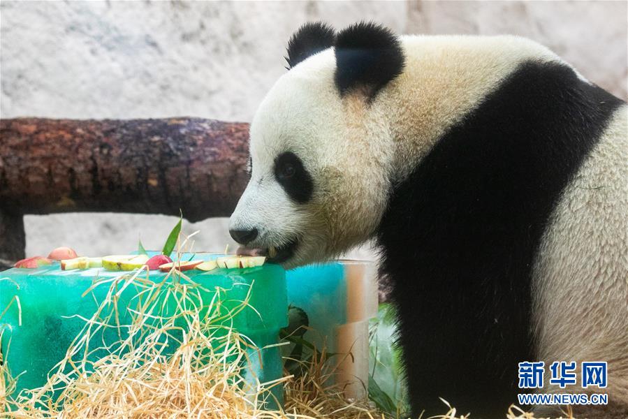 （國際）（5）莫斯科動物園為大熊貓&ldquo;如意&rdquo;和&ldquo;丁丁&rdquo;慶生