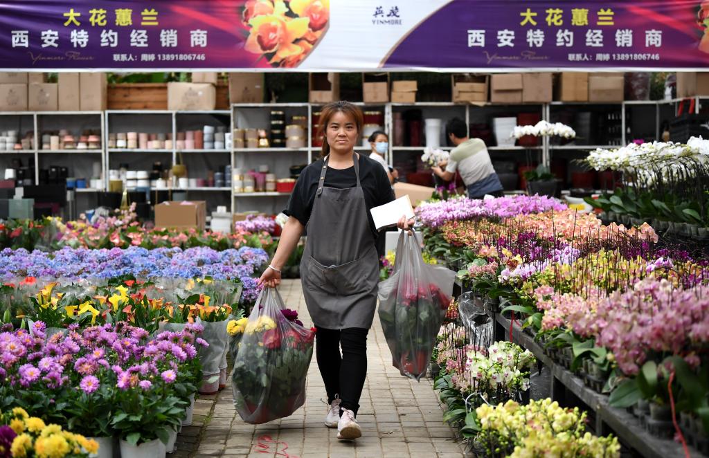 秦嶺腳下興起&ldquo;花經濟&rdquo;