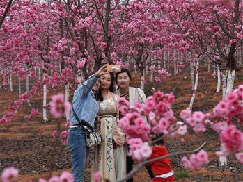 櫻花漫山，一份14年的等待
